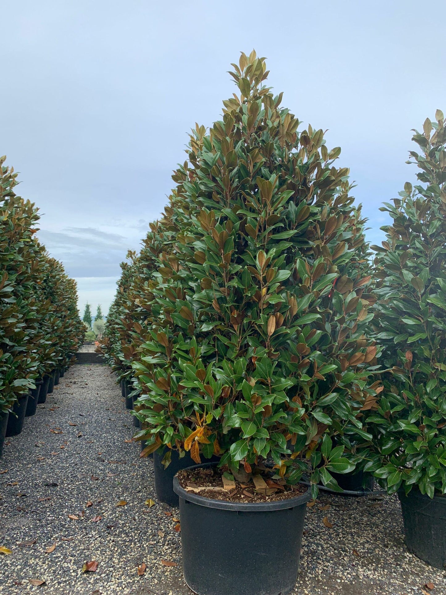 MAGNOLIA grandiflora 'Little Gem'