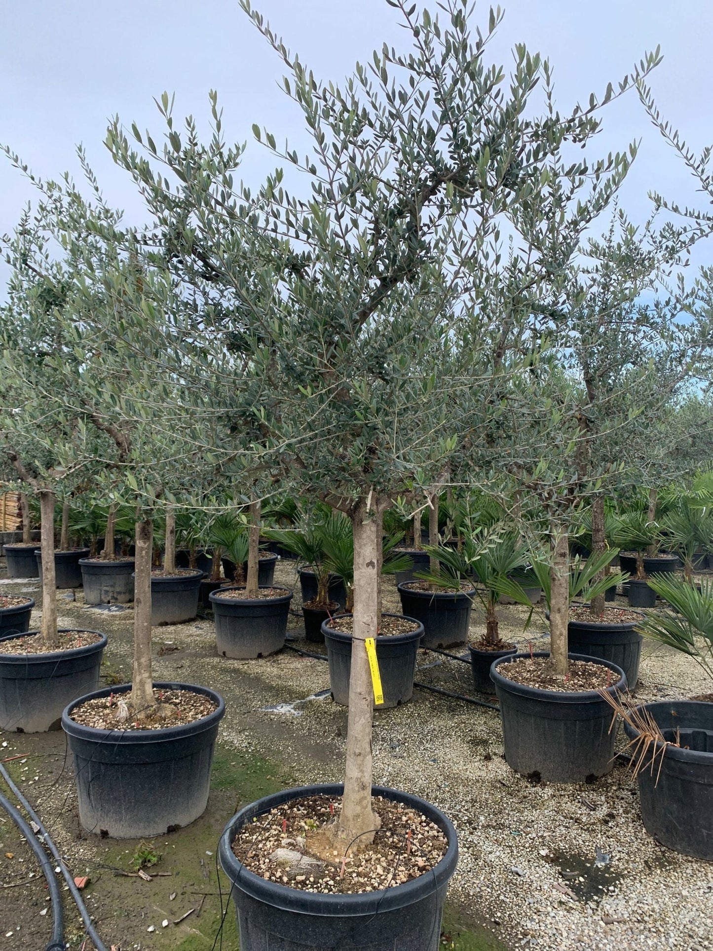 OLEA europaea 'Picholine'