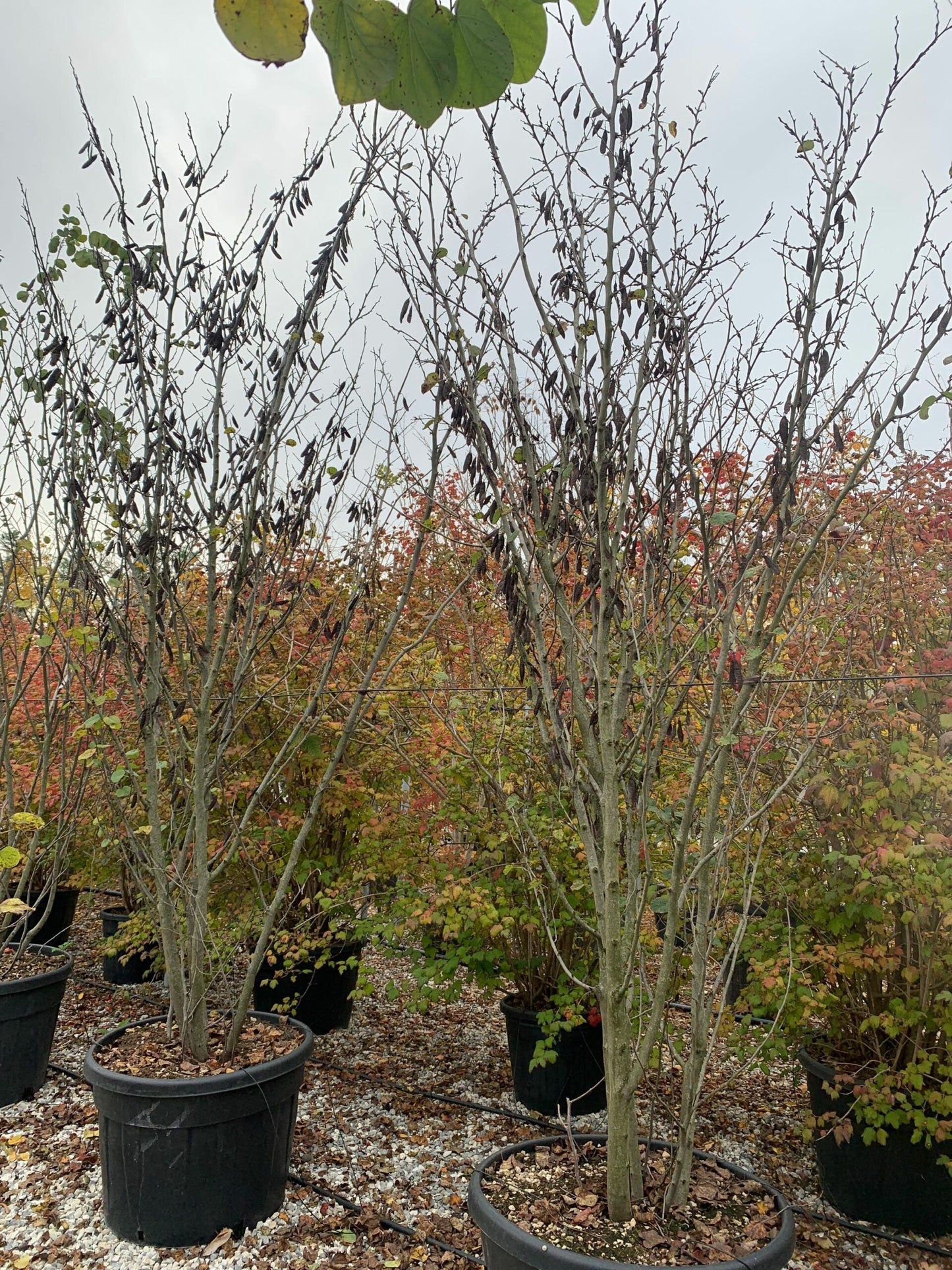 CERCIS siliquastrum 'Alba'