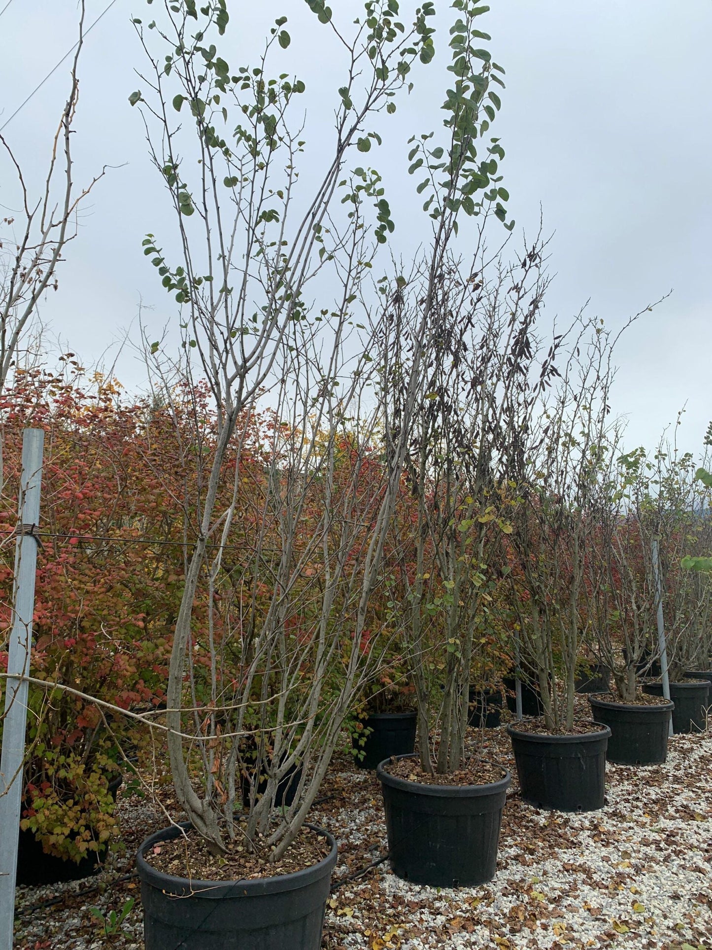 CERCIS siliquastrum 'Alba'