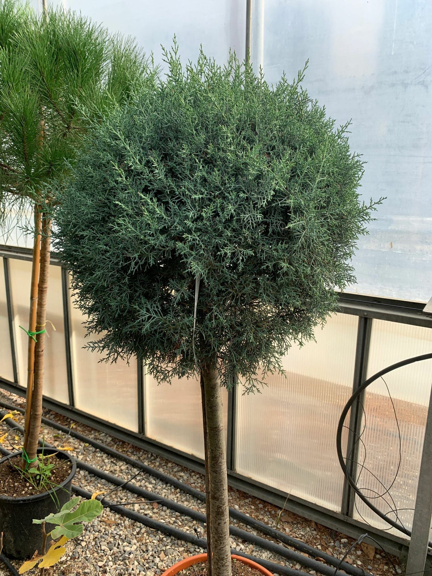 CUPRESSUS cashmeriana