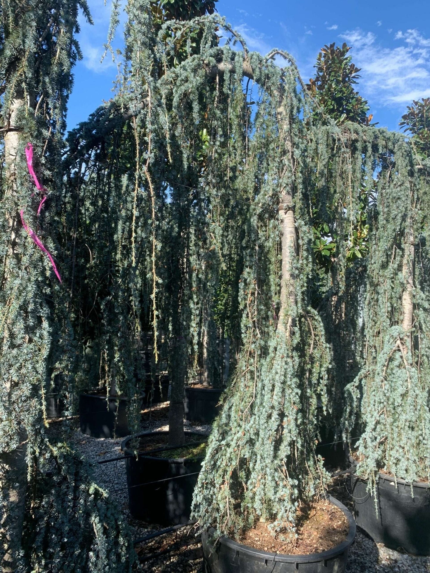 CEDRUS atlantica 'Glauca'