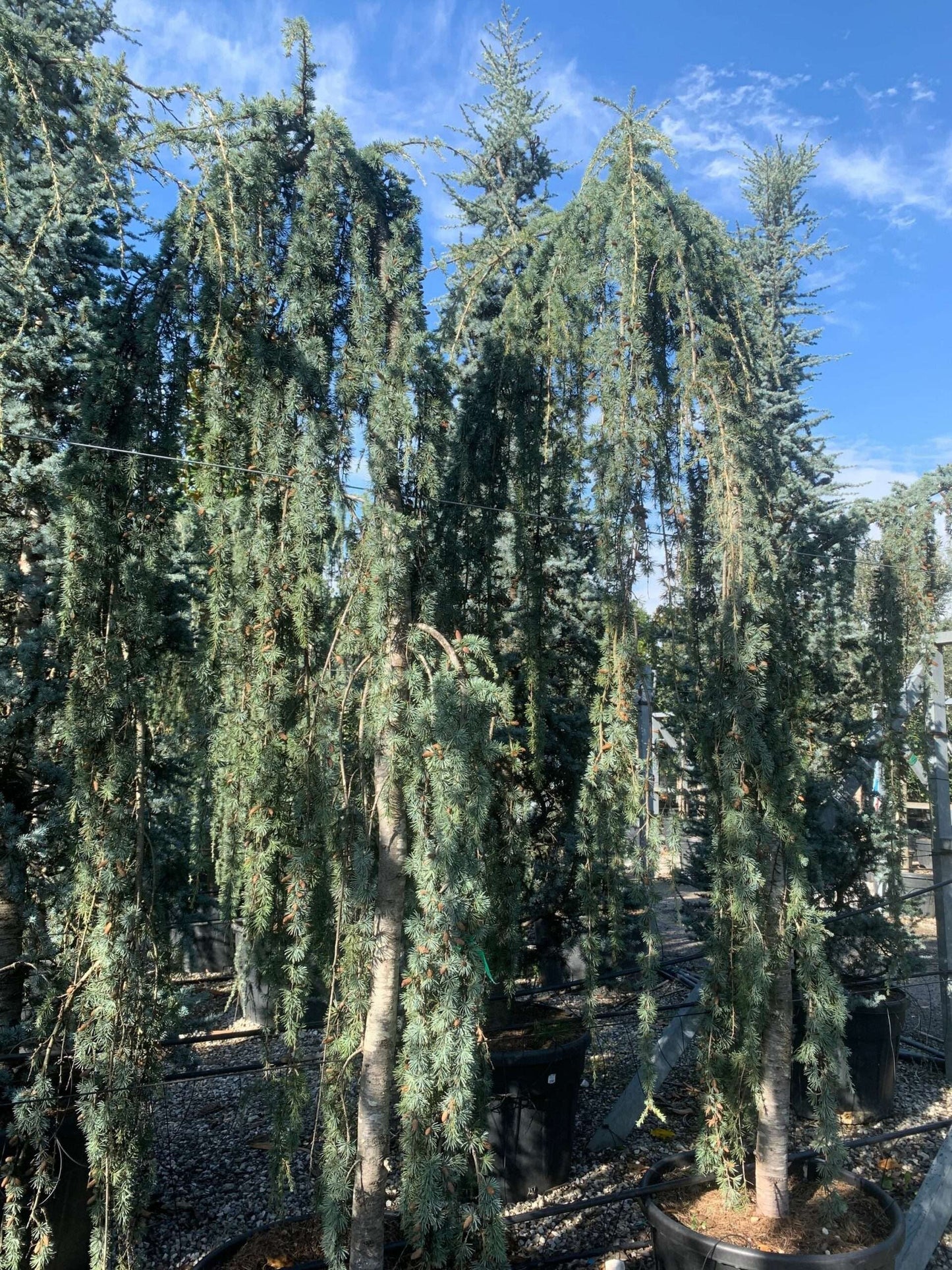 CEDRUS atlantica 'Glauca'