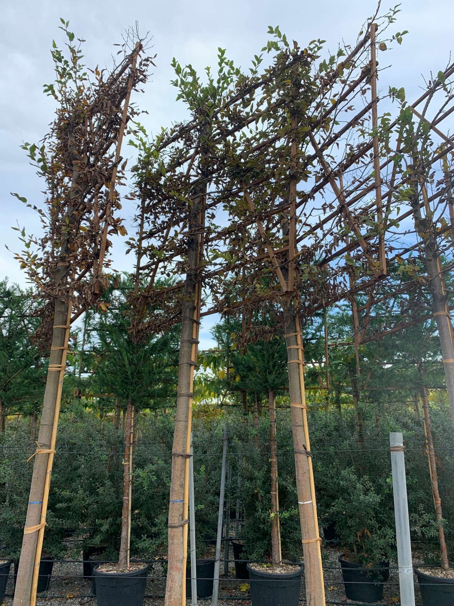 CARPINUS betulus 'Albert Beckman'