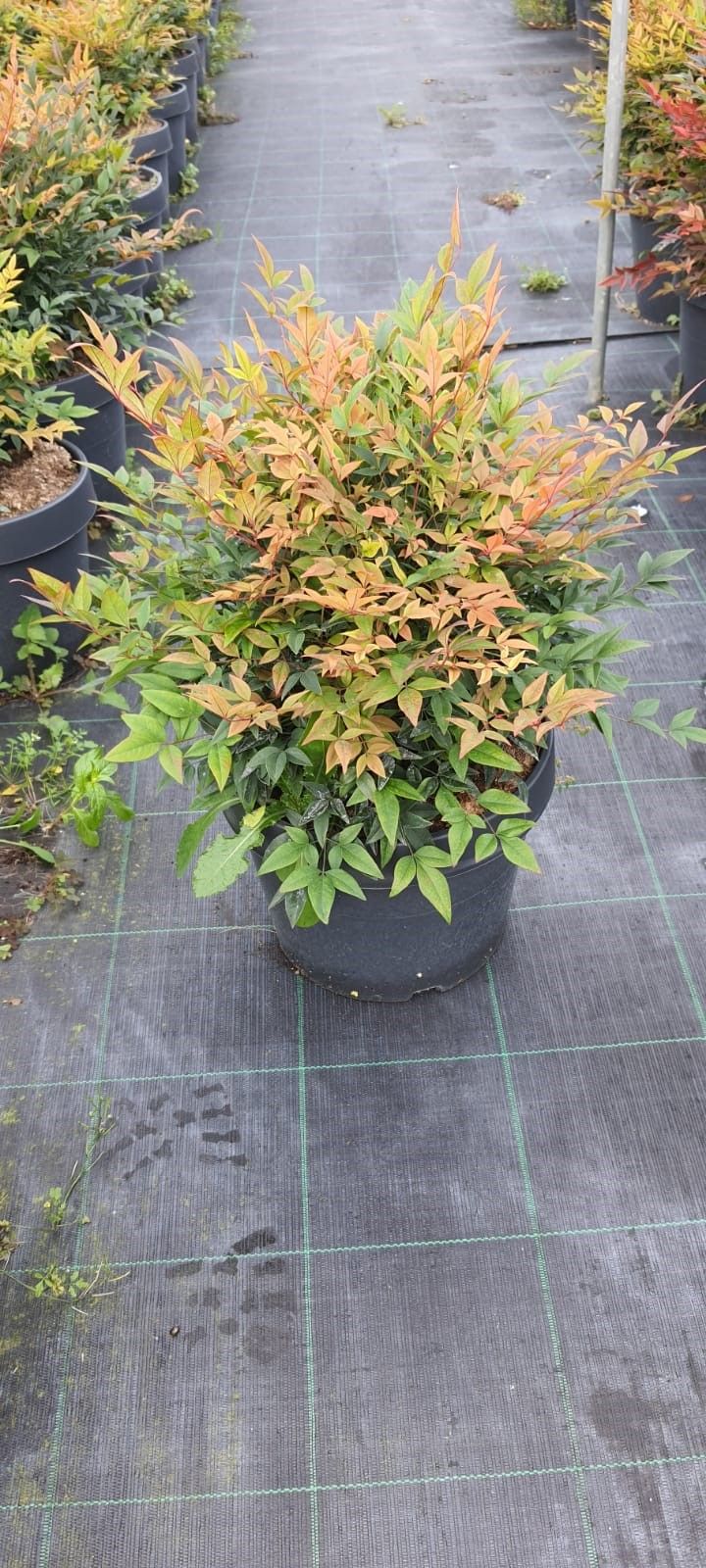 NANDINA domestica 'Twilight' ®