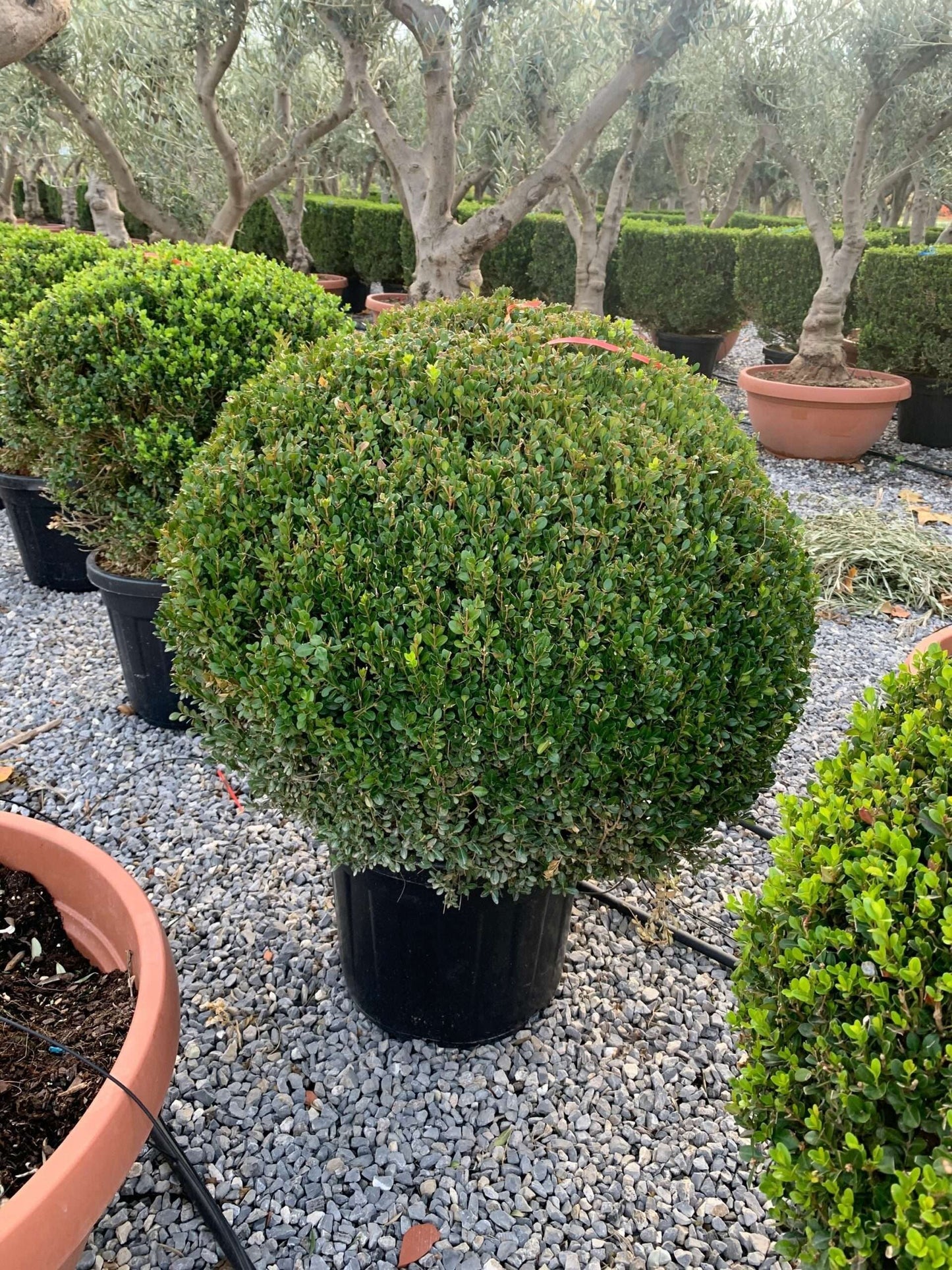 BUXUS sempervirens