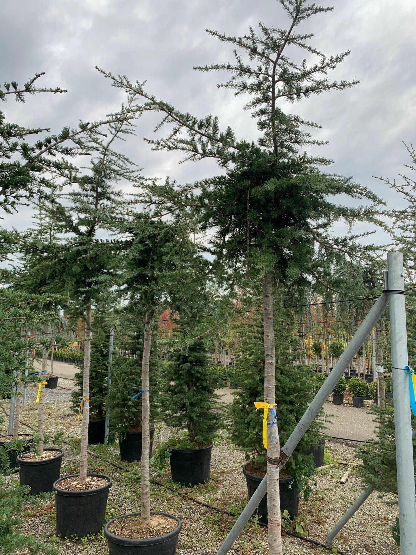 CEDRUS deodara 'Robusta Glauca'