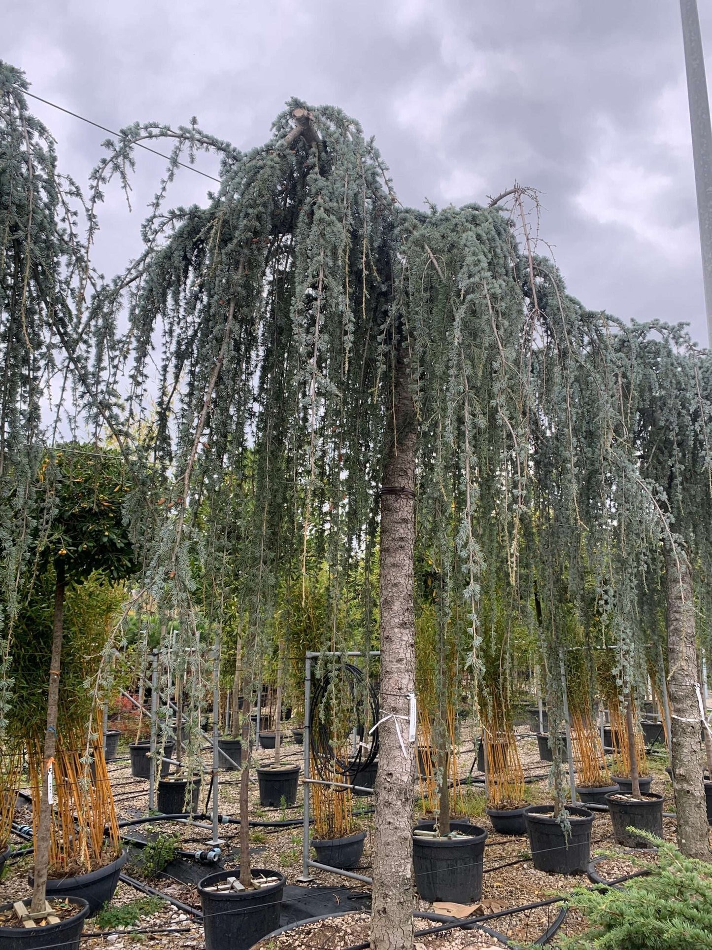CEDRUS atlantica 'Glauca'