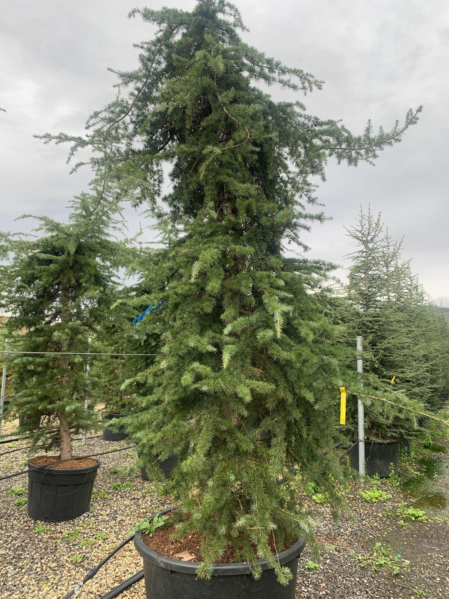 CEDRUS deodara 'Robusta Glauca'