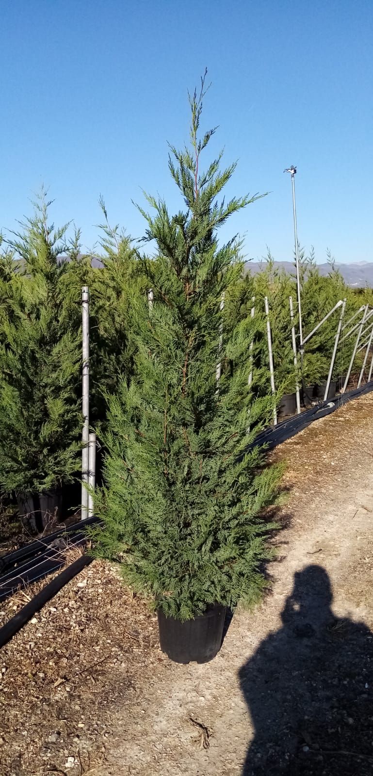 CUPRESSOCYPARIS leylandii '2001'