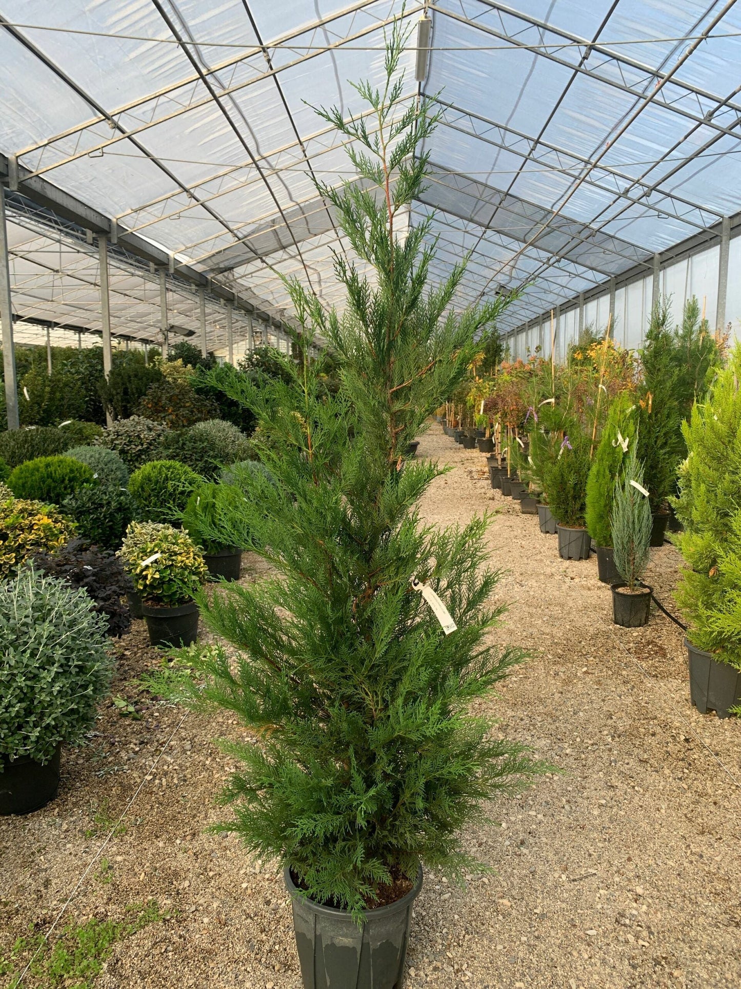 CUPRESSOCYPARIS leylandii '2001'