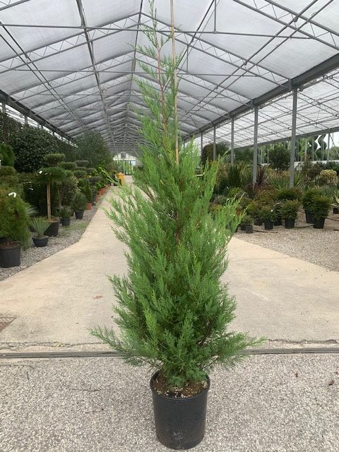 CUPRESSOCYPARIS leylandii '2001'