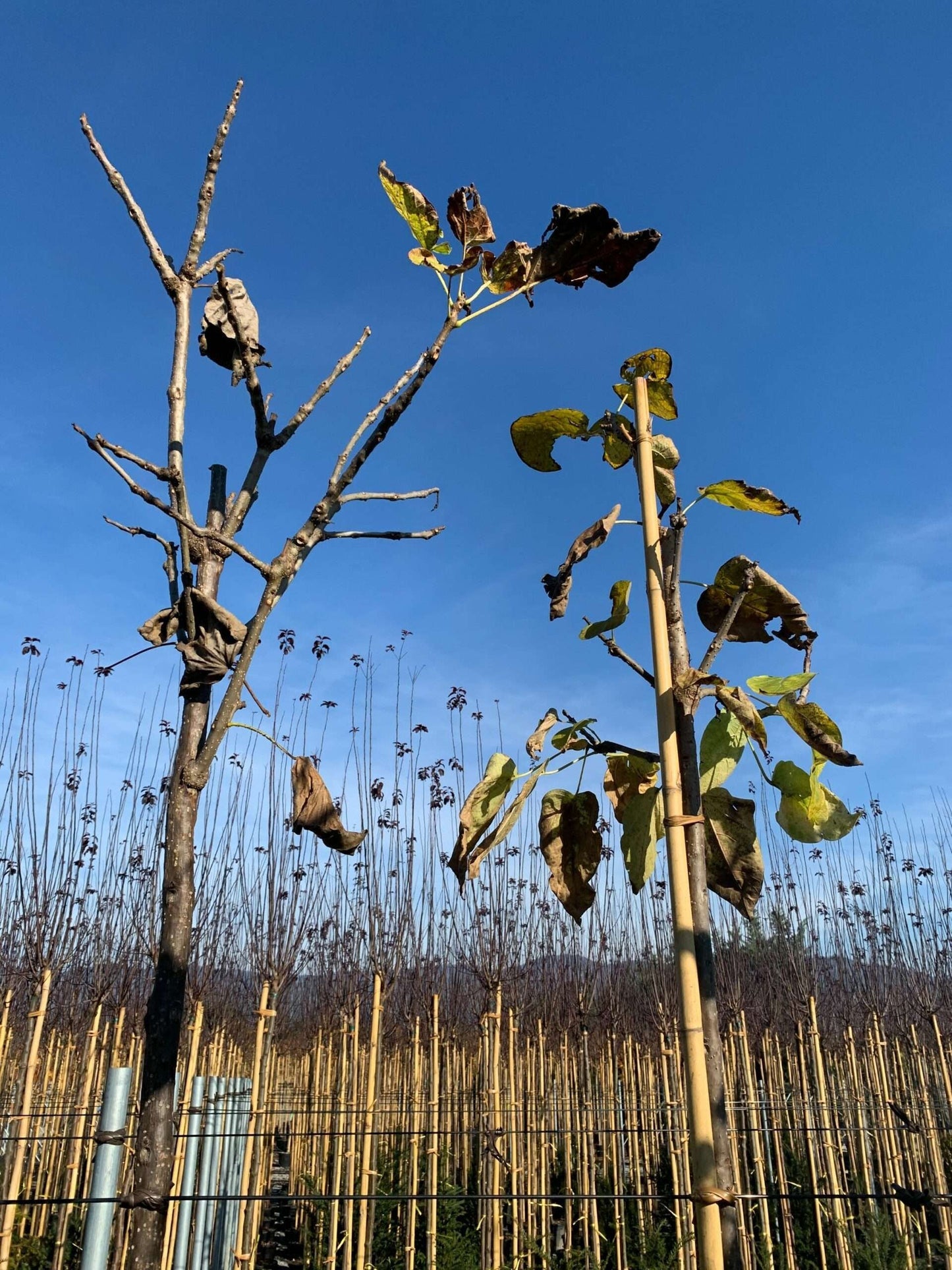 CATALPA bignonioides 'Aurea'