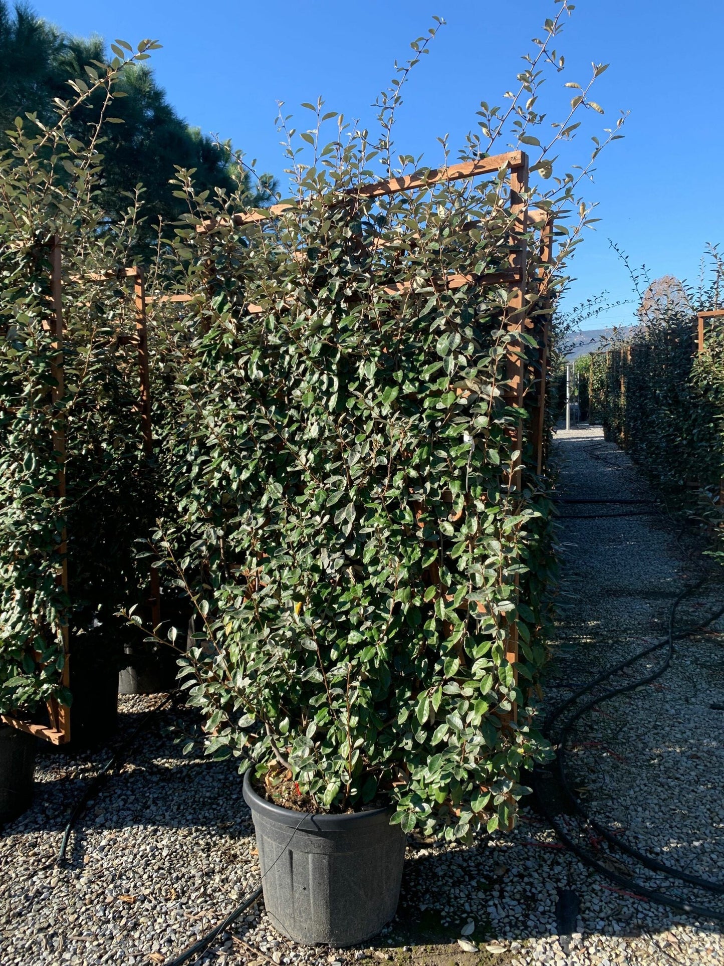 ELAEAGNUS x ebbingei 'Compacta'