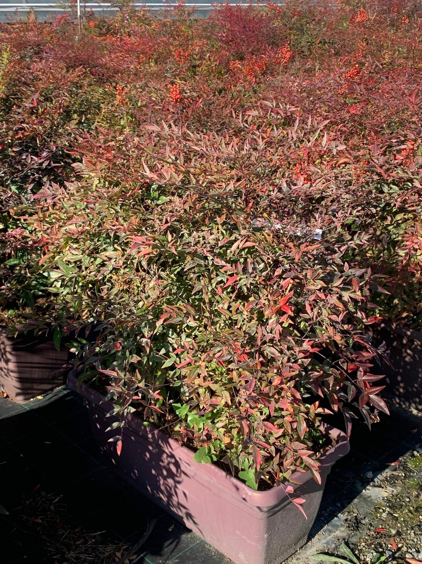 NANDINA domestica 'Aka Blush Pink' ®