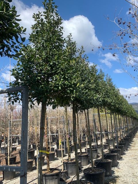 ILEX x altaclerensis 'Golden King'
