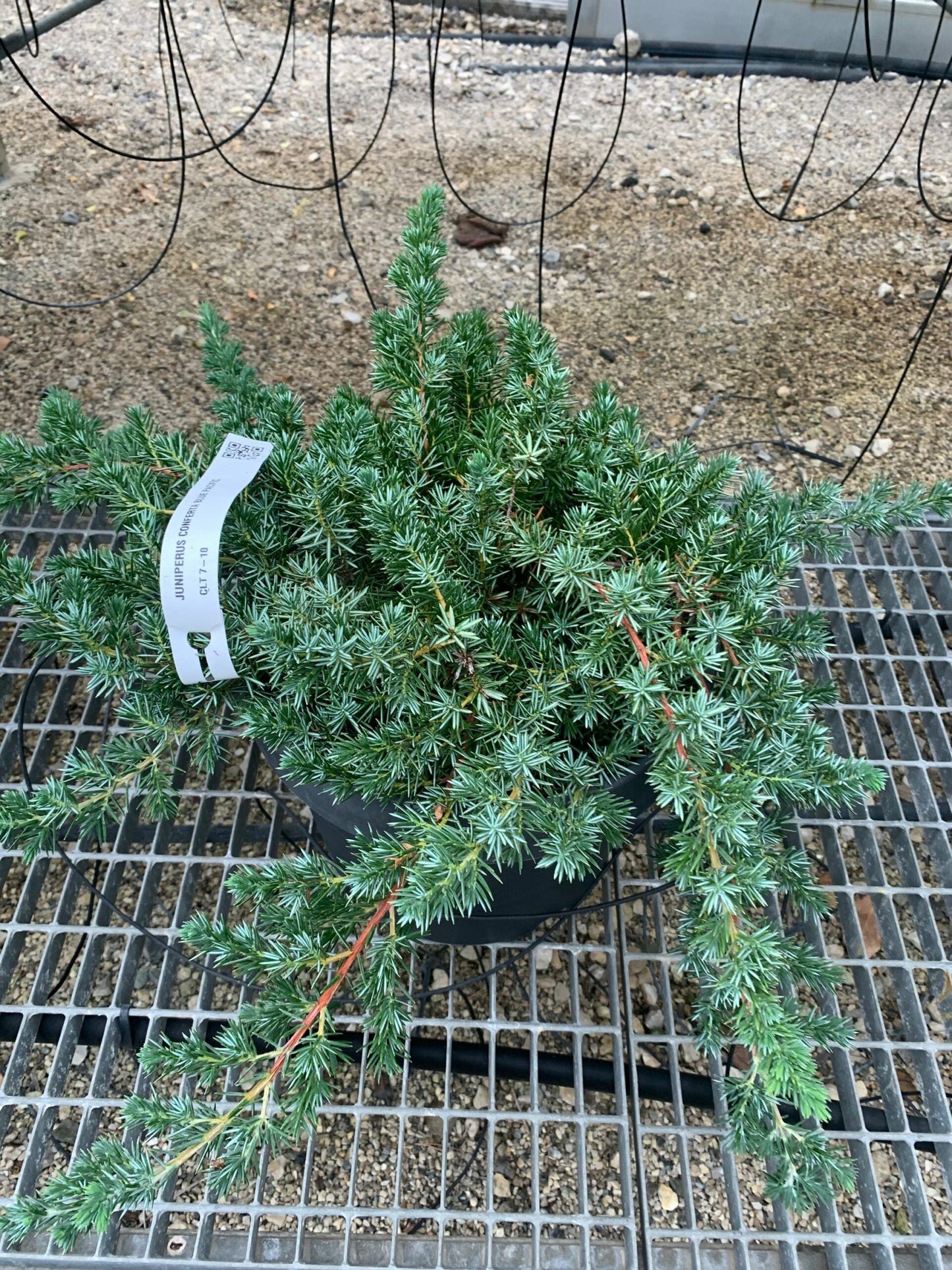 JUNIPERUS conferta 'Schlager'