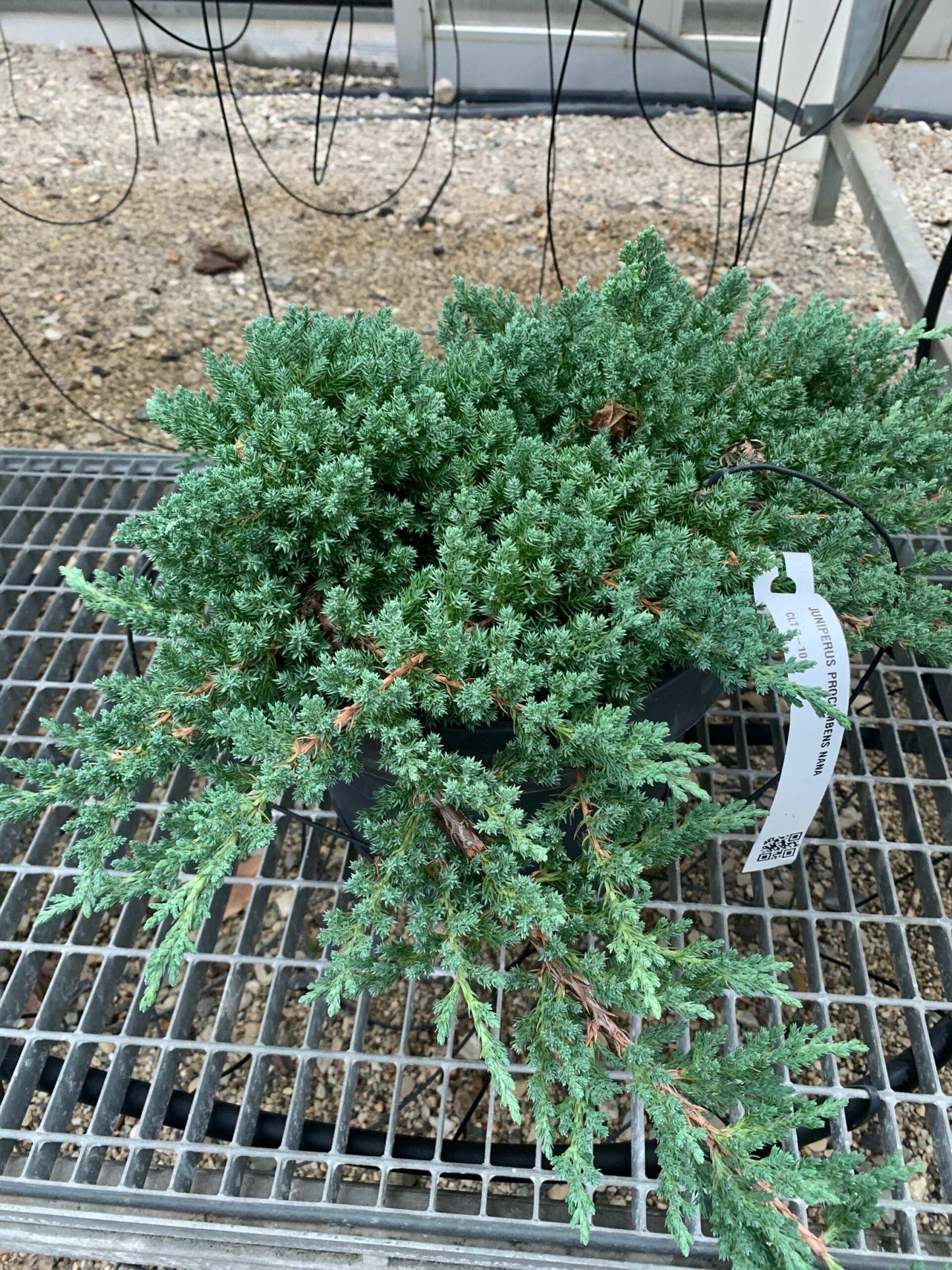 JUNIPERUS sabina 'Rockery mixed'