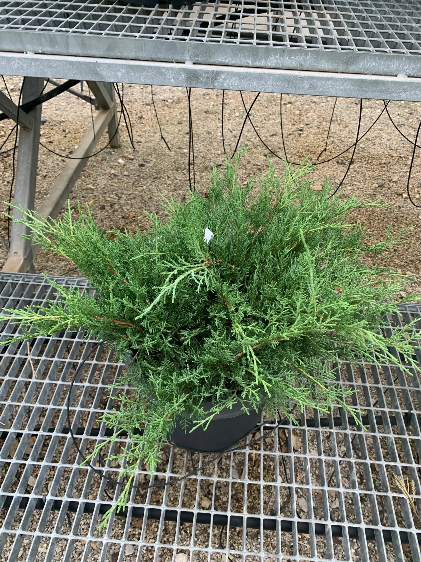 JUNIPERUS x pfitzeriana 'Pfitzeriana Aurea'