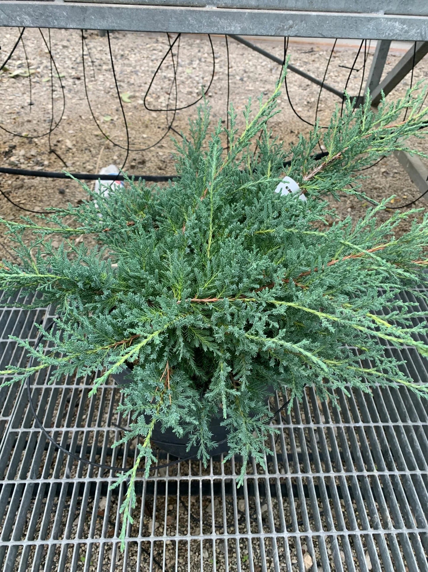 JUNIPERUS x pfitzeriana 'Pfitzeriana Compacta'
