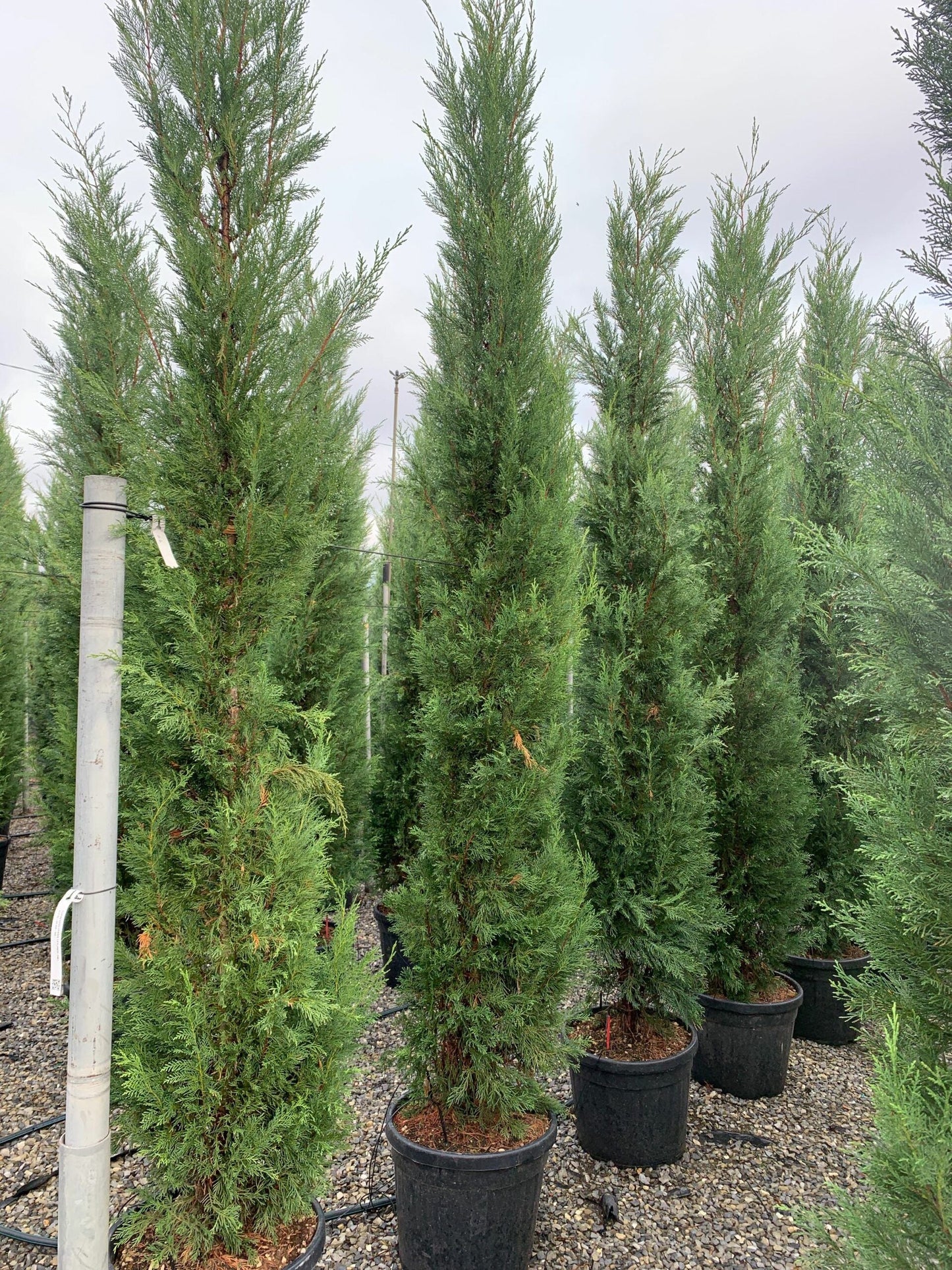 CUPRESSOCYPARIS leylandii 'Blue Jeans'