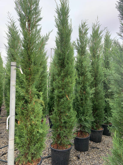 CUPRESSOCYPARIS leylandii 'Blue Jeans'