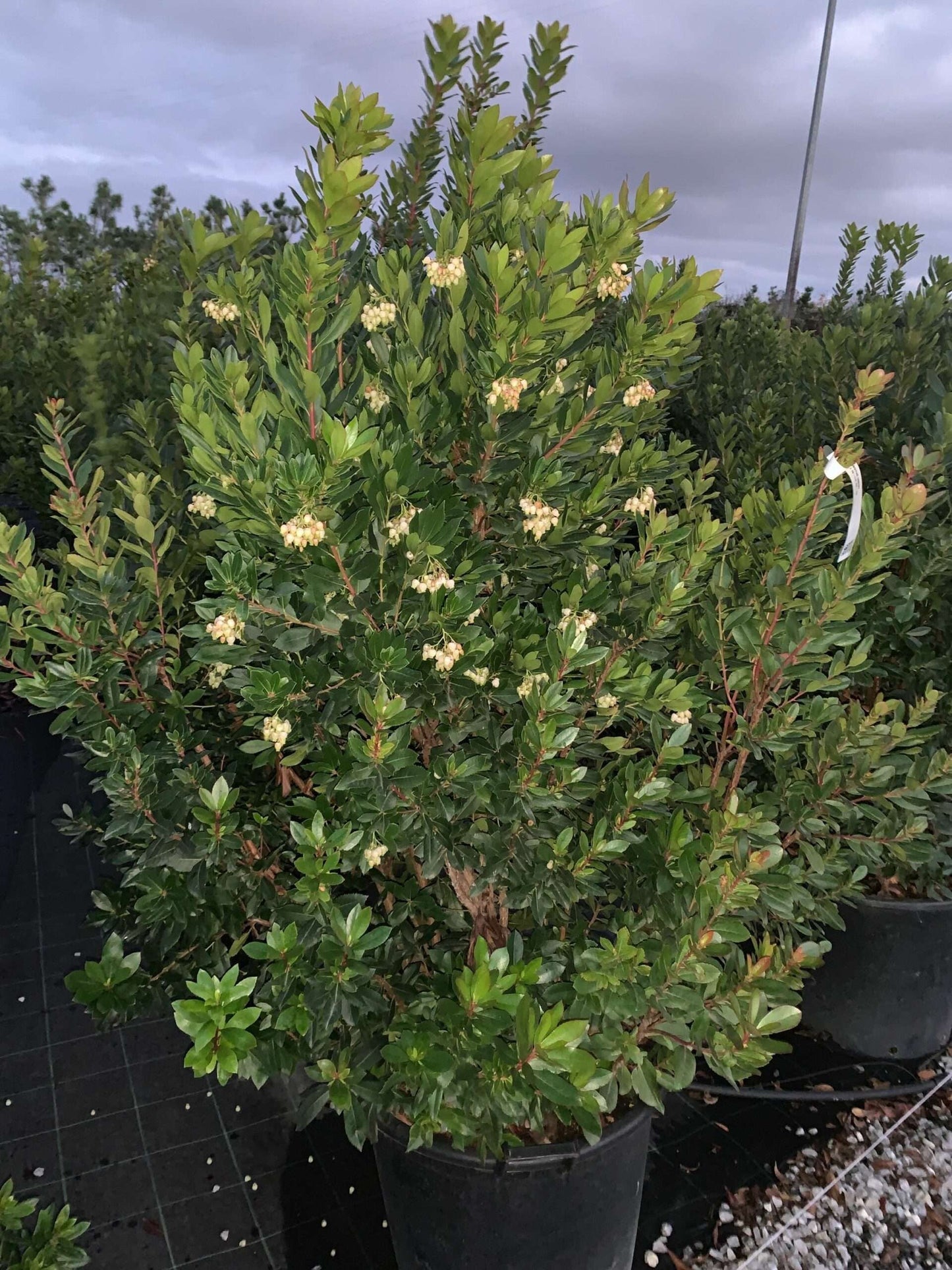 ARBUTUS unedo 'Compacta'