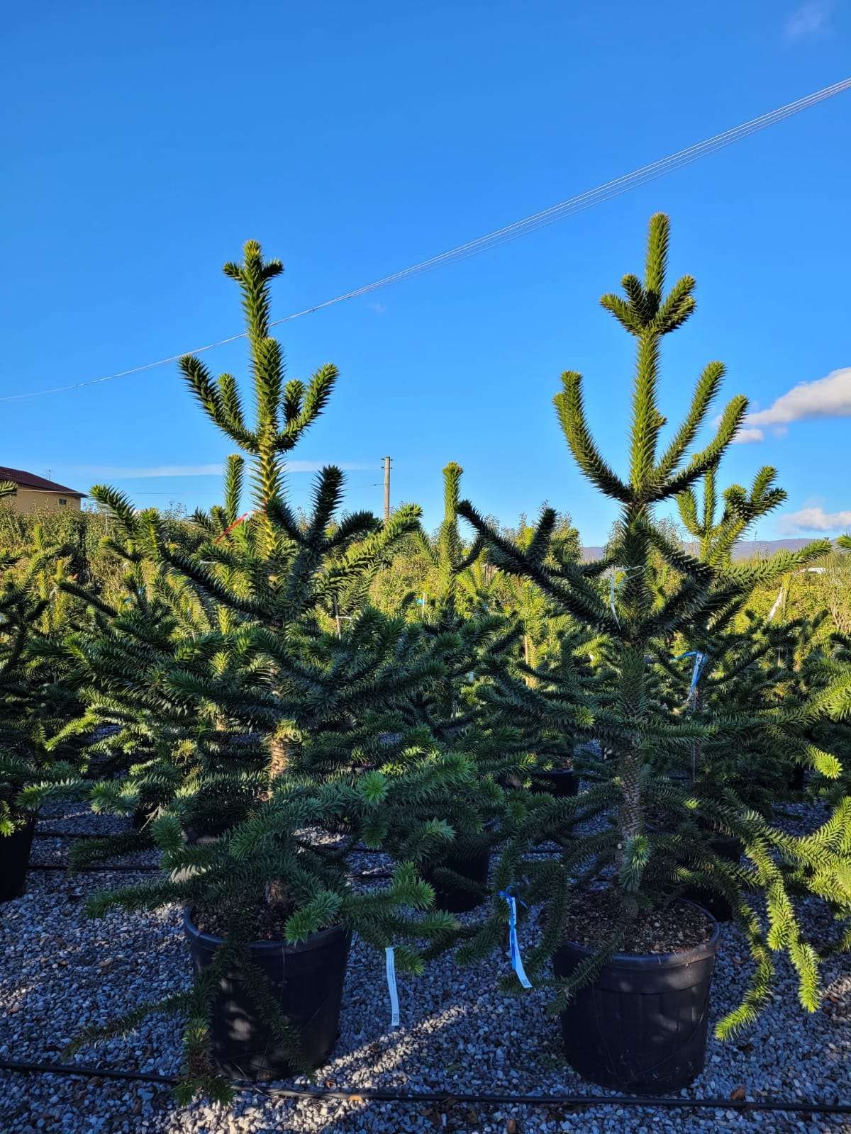 ARAUCARIA excelsa