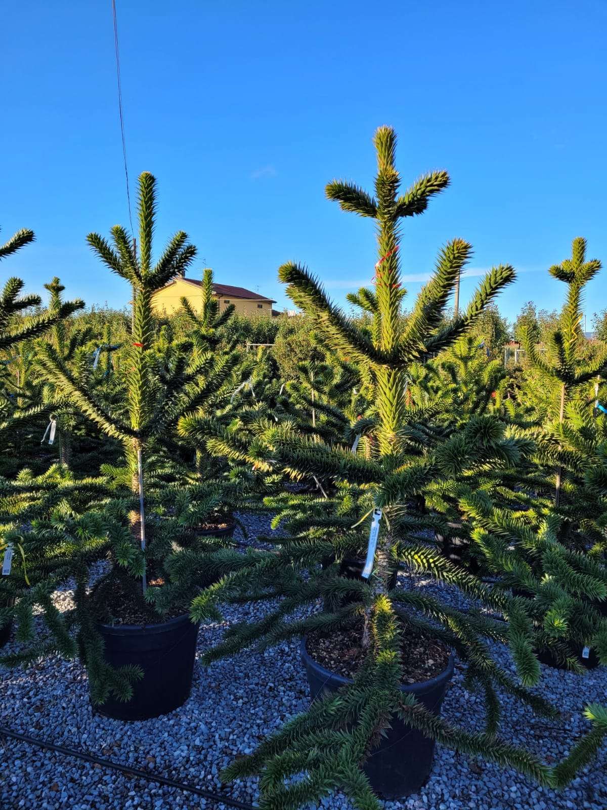 ARAUCARIA excelsa