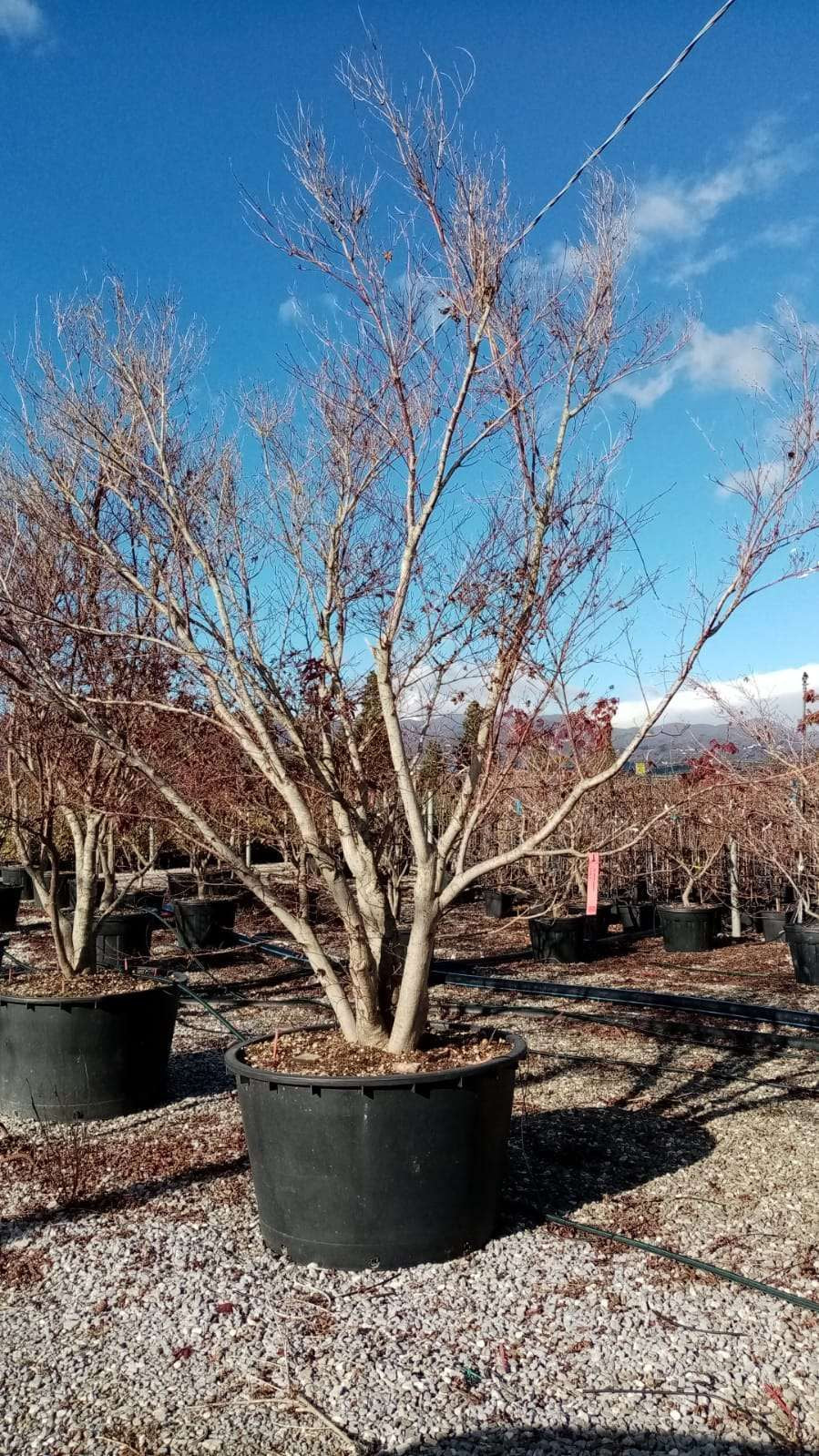 ACER palmatum 'Butterfly'