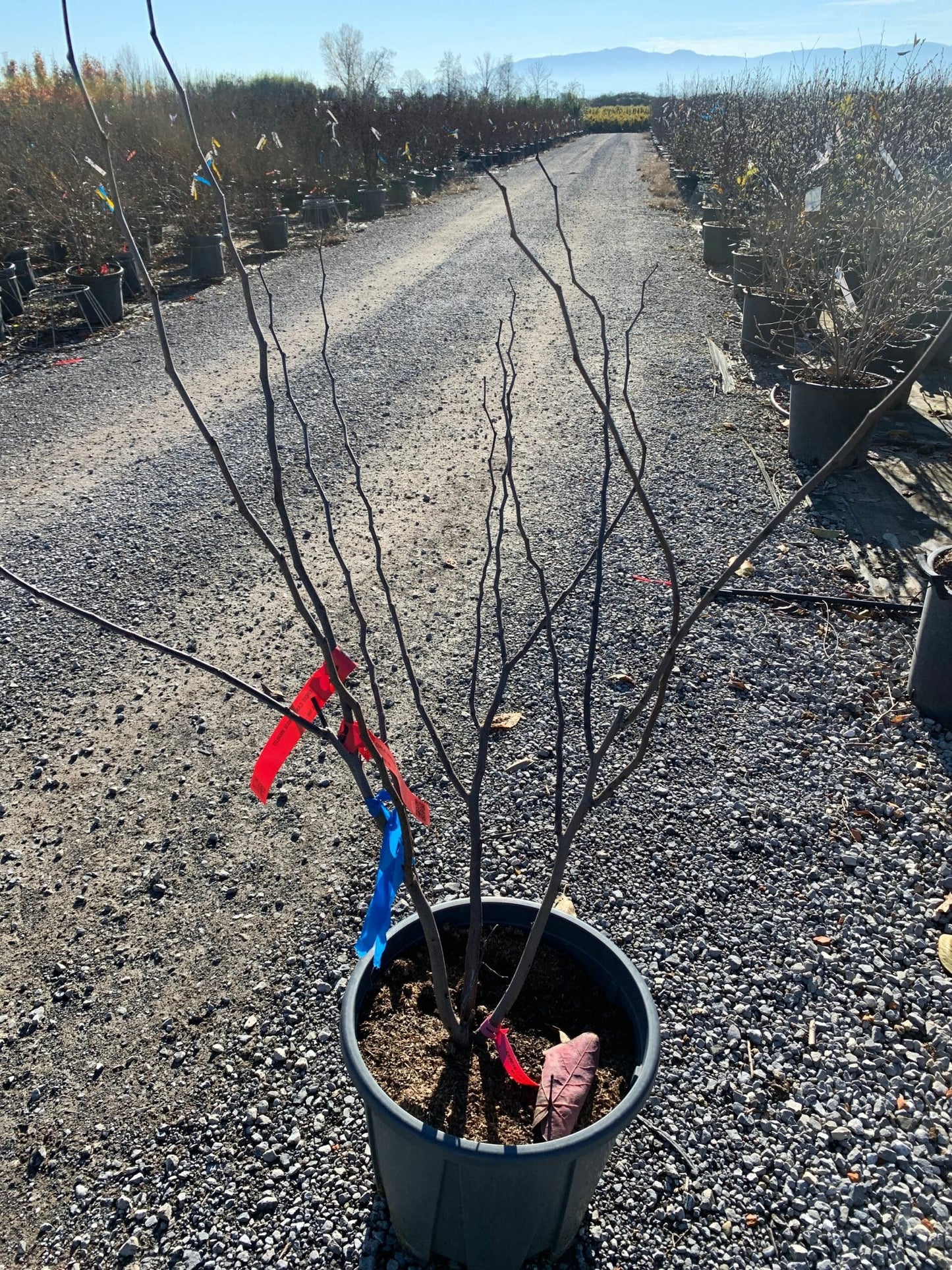 CERCIS canadensis 'Oklahoma'