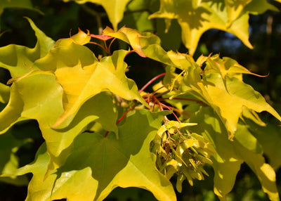 ACER cappadocium 'Aureum'