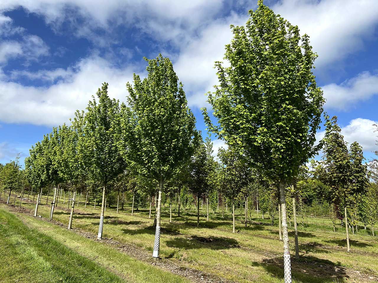 ACER campestre 'Elegant'