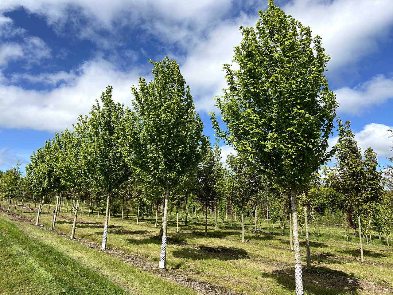 ACER campestre 'Elegant'