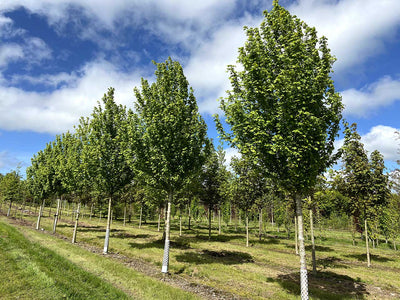 ACER campestre 'Elegant'