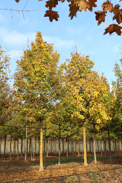 ACER campestre 'Elsrijk'