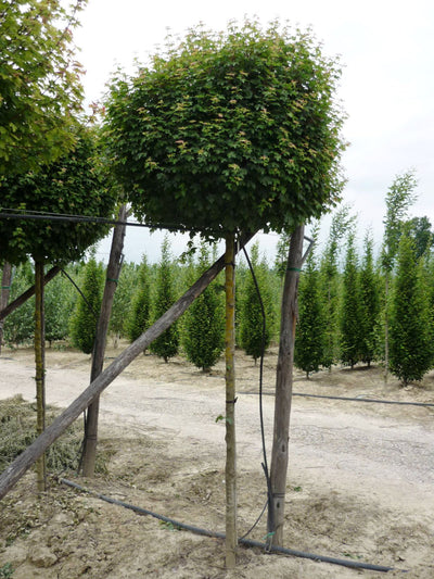 ACER campestre 'Globosum'