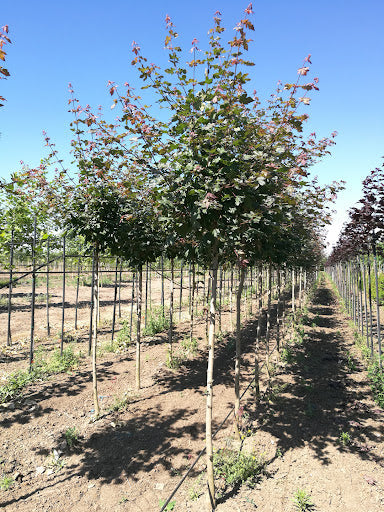 ACER campestre 'Red Shine'