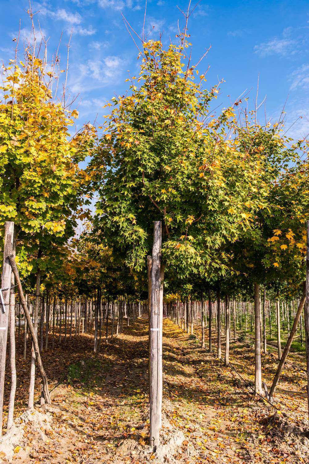 ACER cappadocium 'Rubrum'