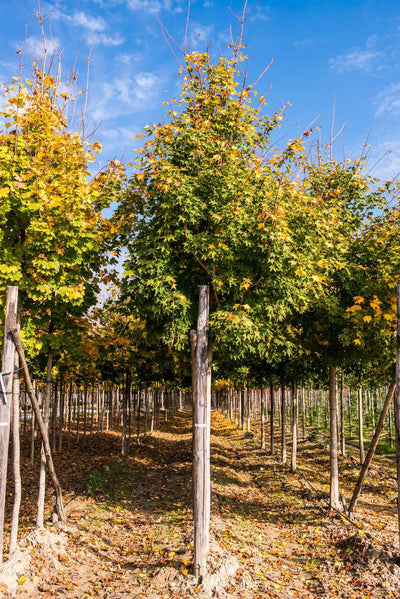 ACER cappadocium 'Rubrum'
