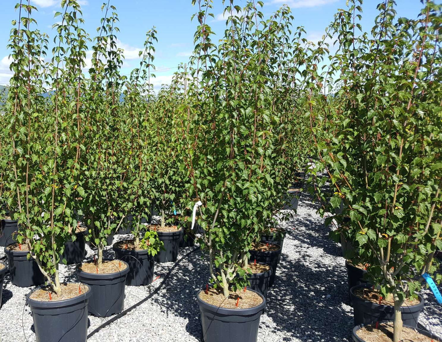 ACER davidii