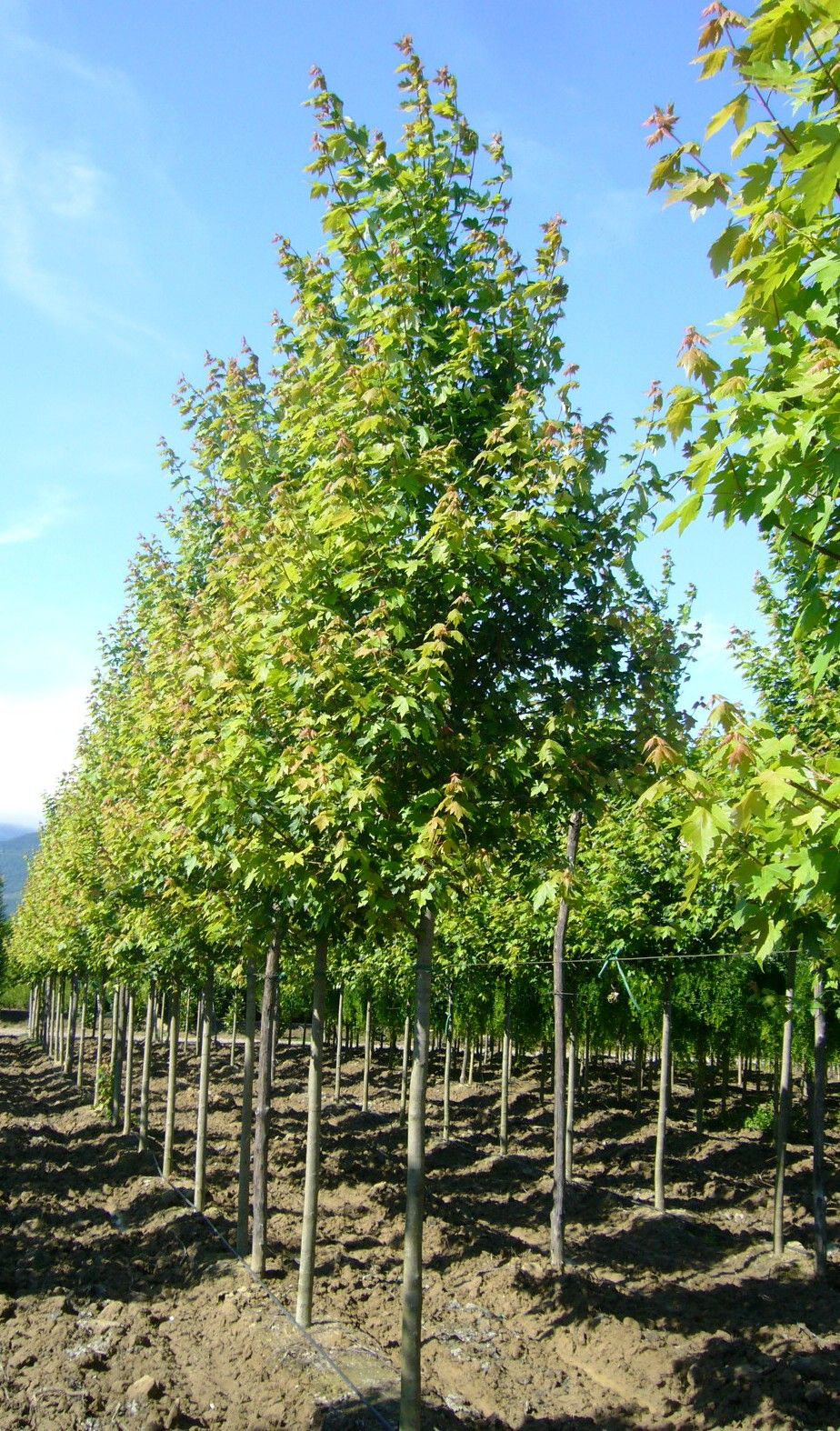 ACER x freemanii 'Autumn Blaze' ®