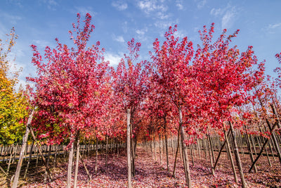 ACER x freemanii 'Autumn Fantasy' ®