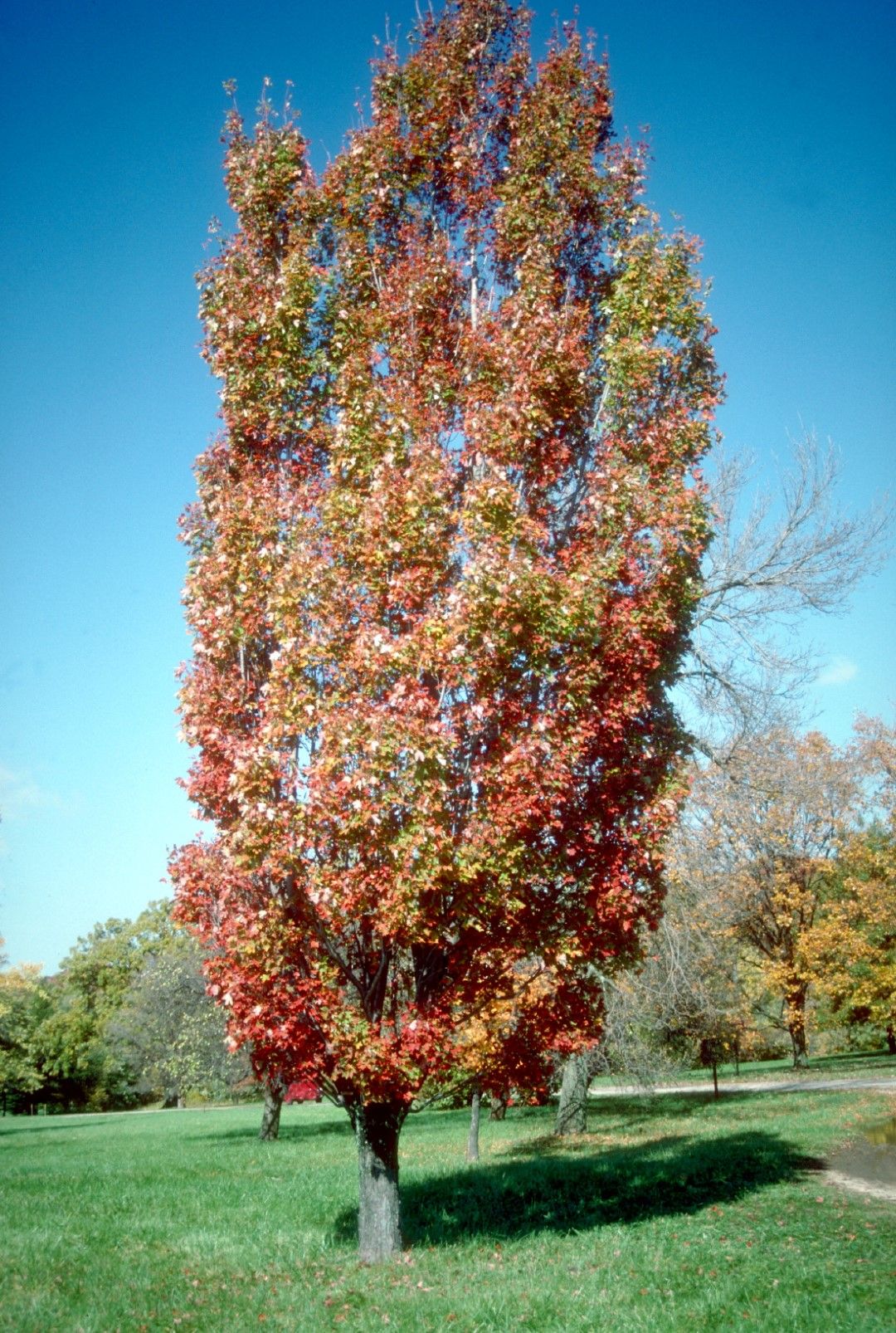 ACER x freemanii 'Armstrong'