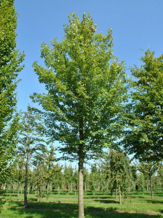 ACER x freemanii 'Celebration' ®
