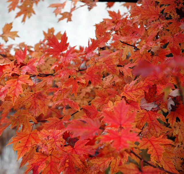 ACER x freemanii 'Marmo'