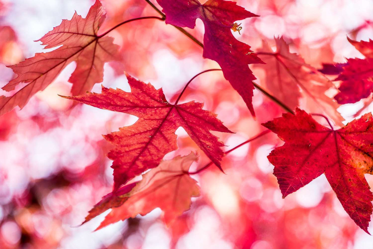ACER x freemanii 'Sienna Glen' ®