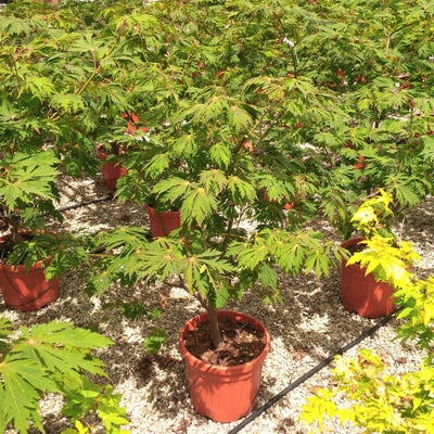 ACER japonicum 'Aconitifolium'