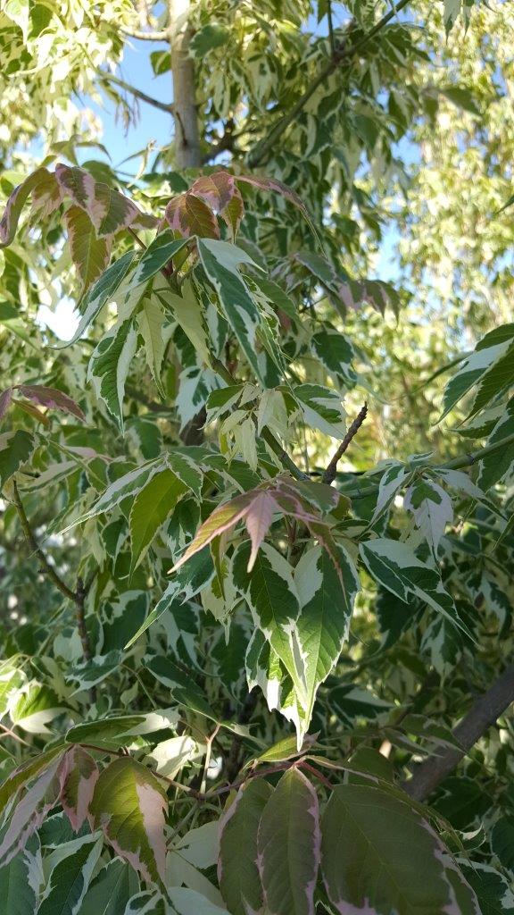 ACER negundo 'Flamingo'