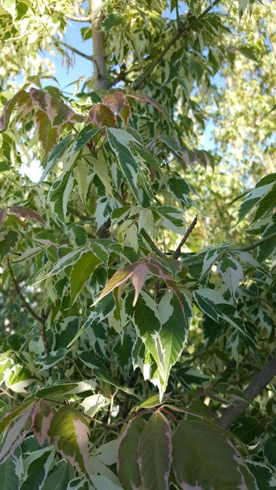 ACER negundo 'Flamingo'